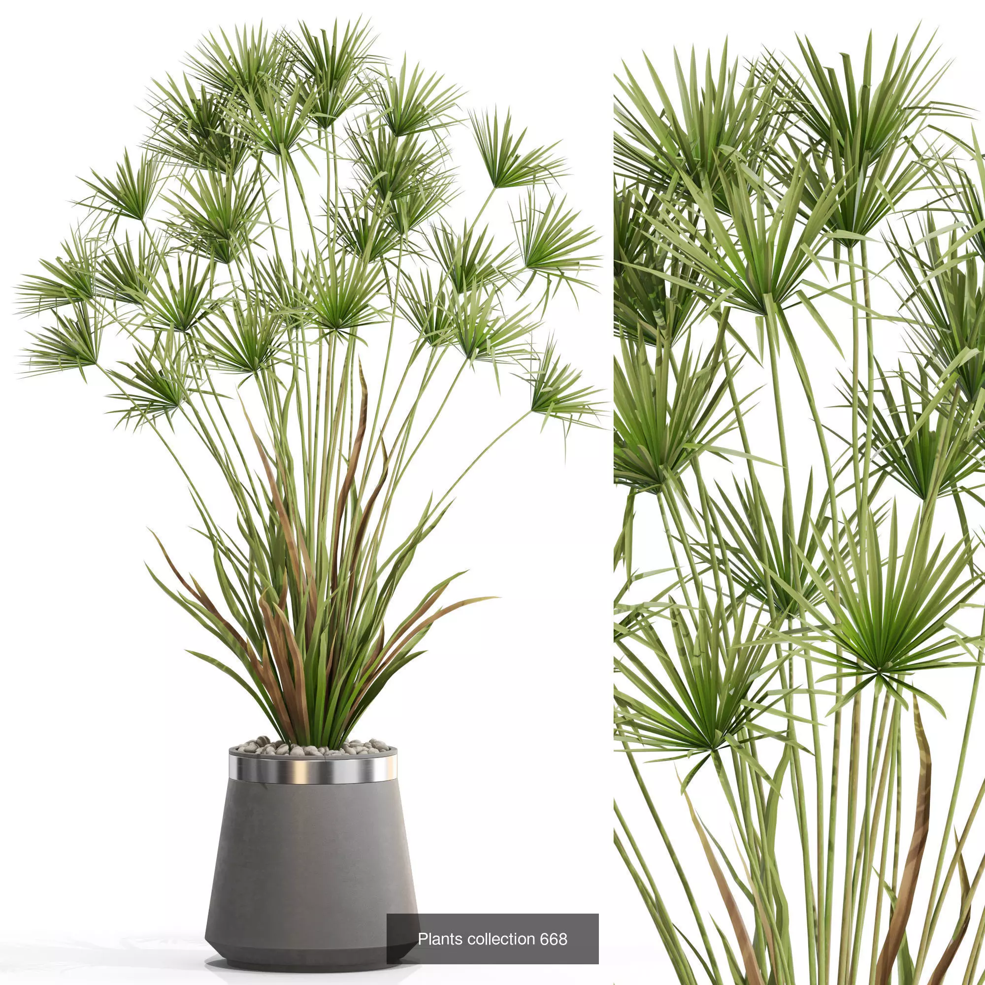 Plants collection vol 14 _26