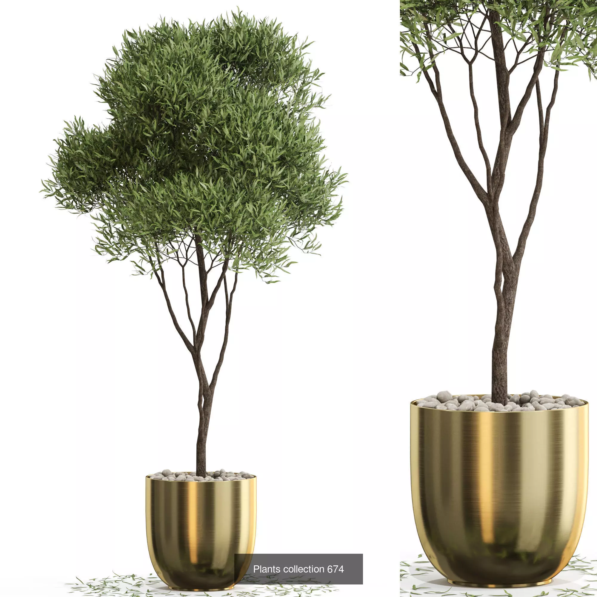 Plants collection vol 14 _12