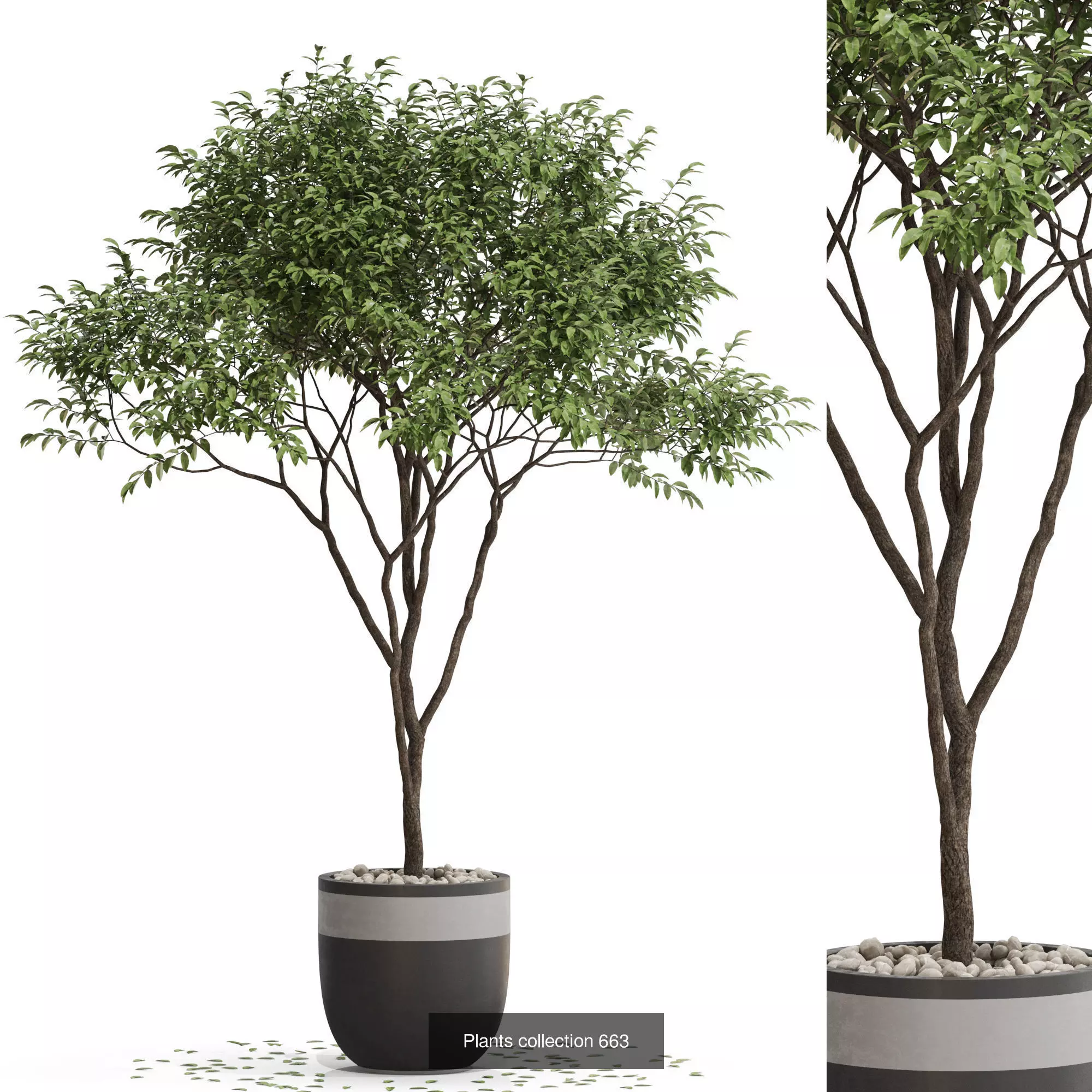 Plants collection vol 14 _21