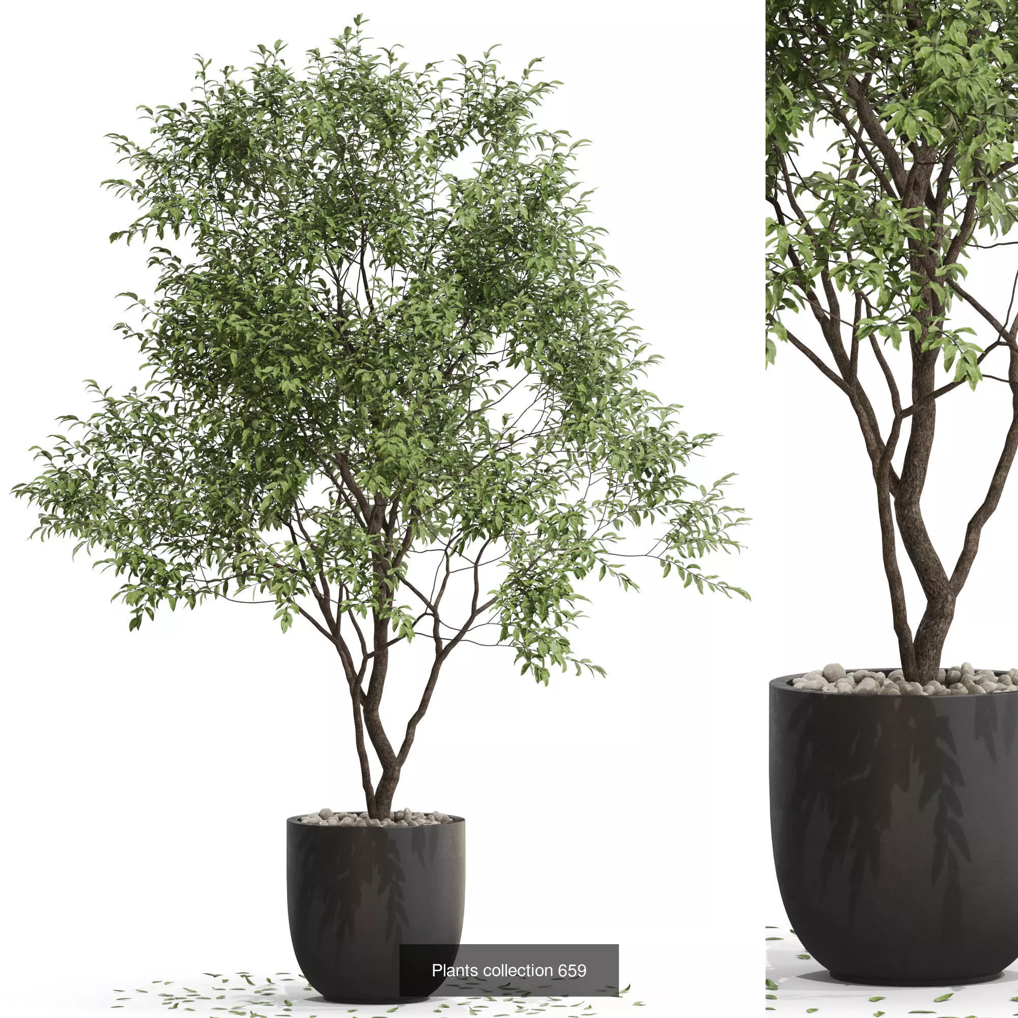 Plants collection vol 14 _7