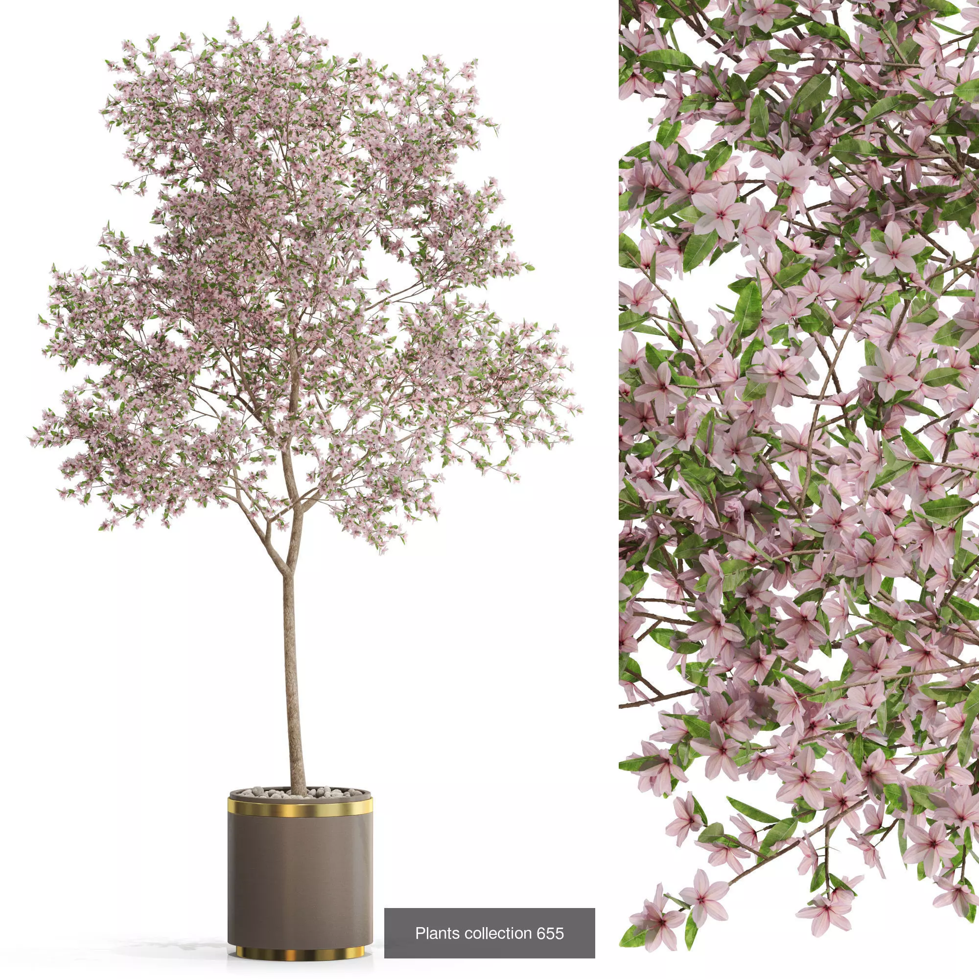 Plants collection vol 14 _3