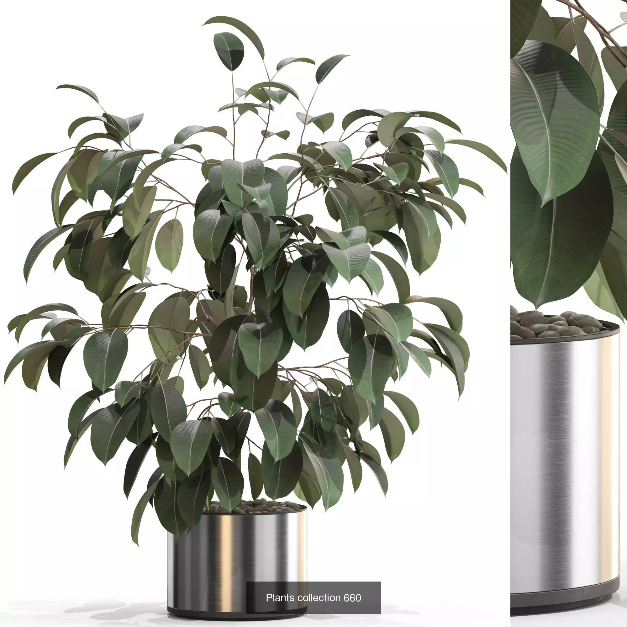 Plants collection vol 14 _18