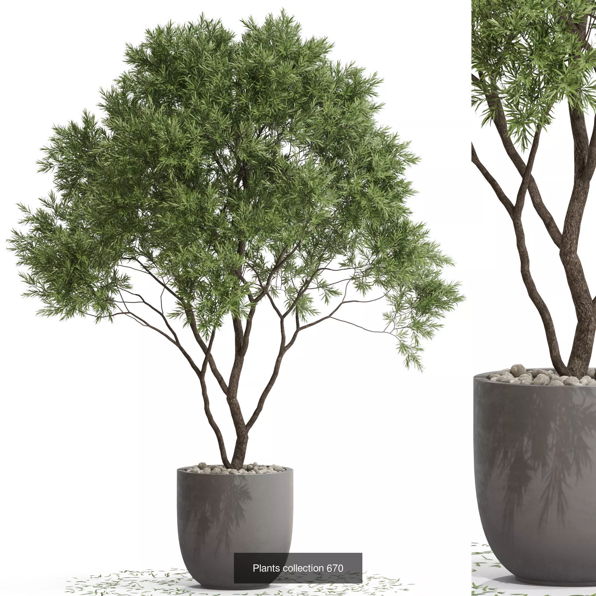 Plants collection vol 14 _8