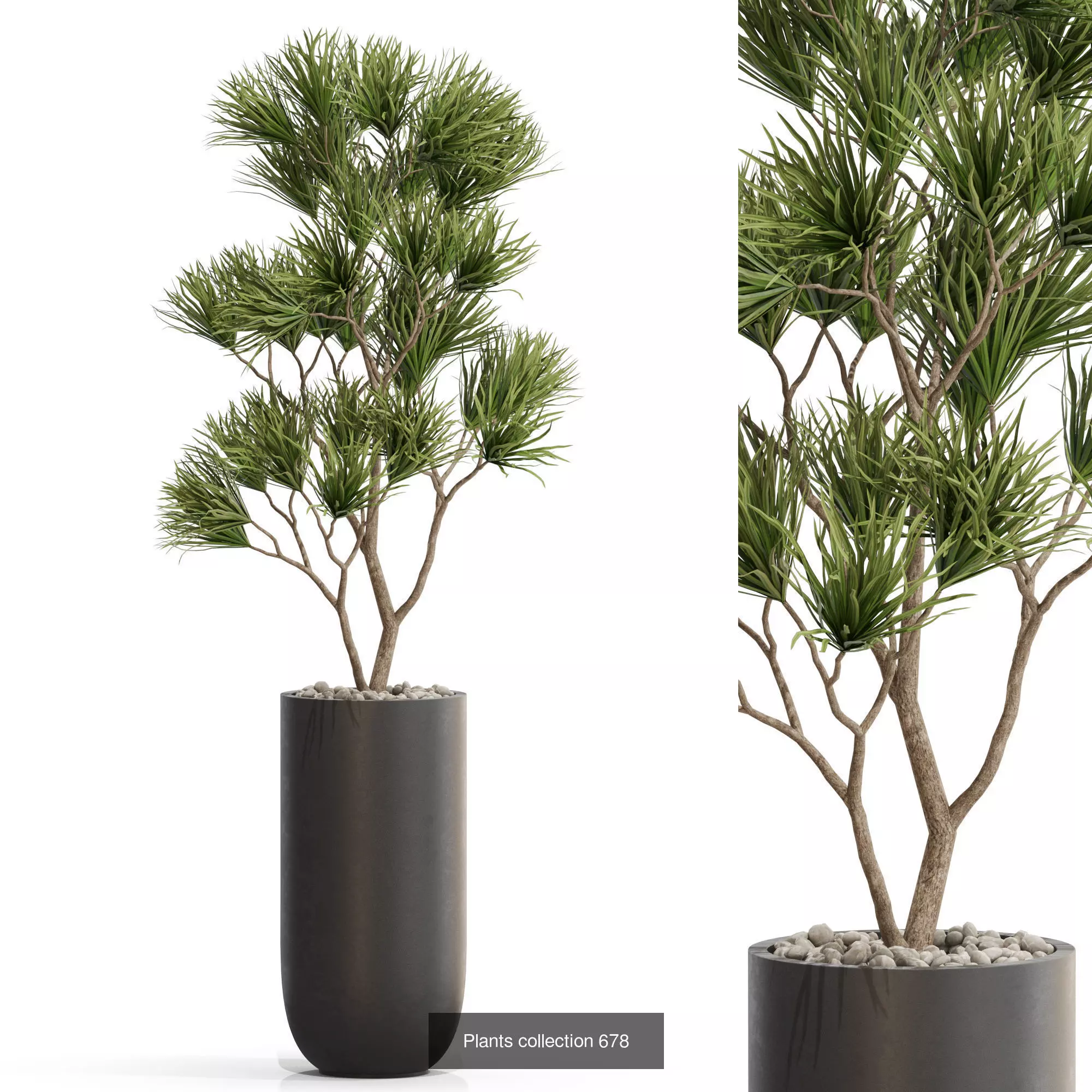 Plants collection vol 14 _16
