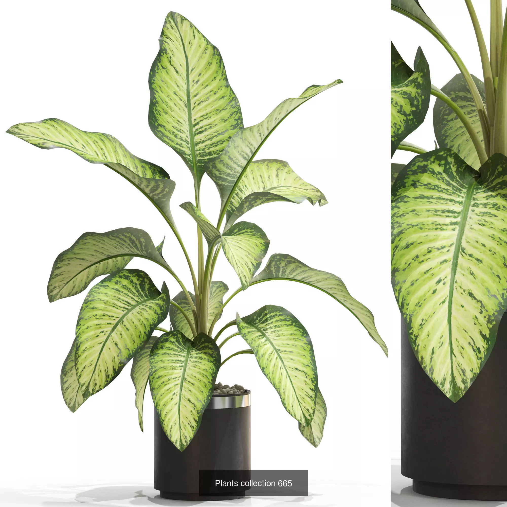 Plants collection vol 14 _23