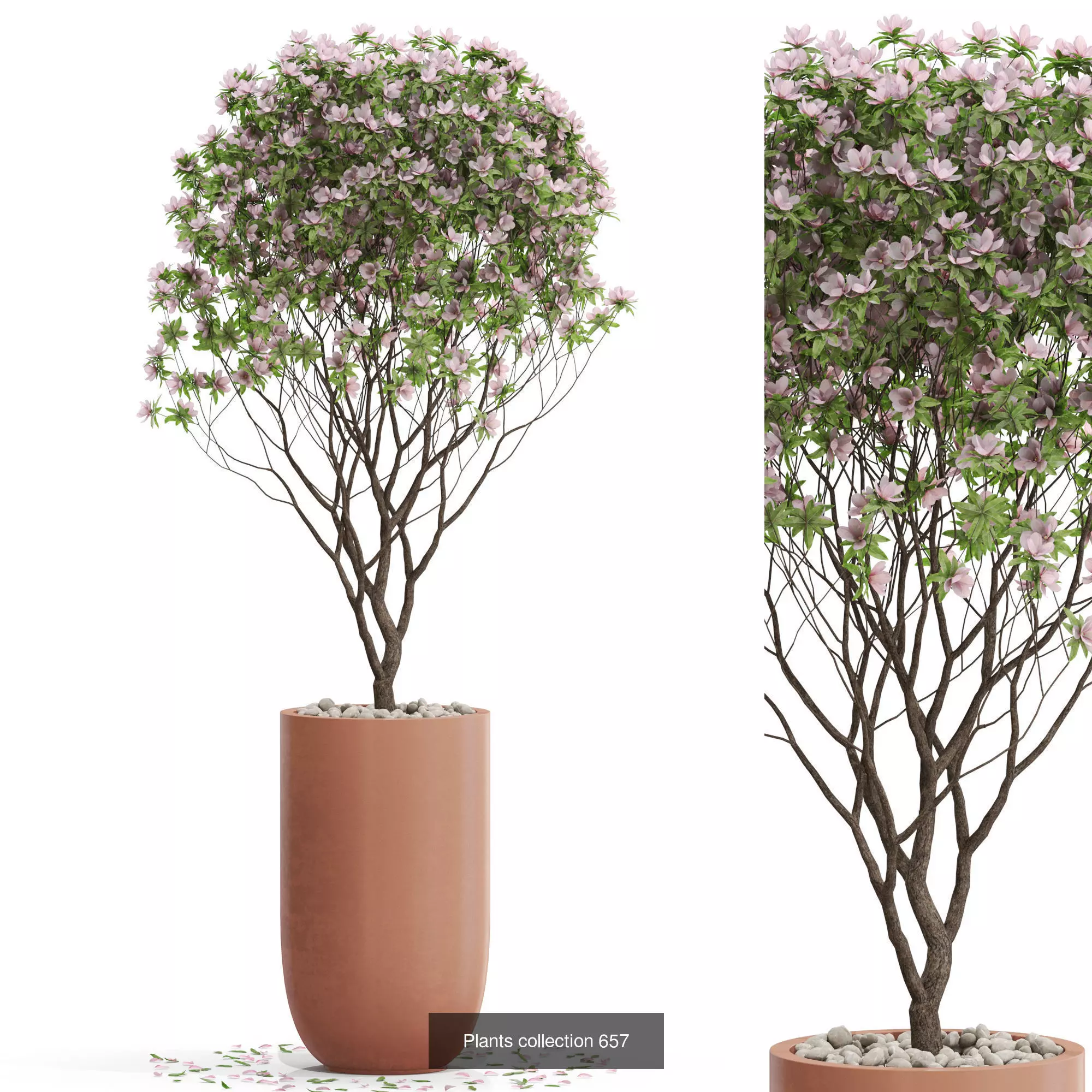 Plants collection vol 14 _5