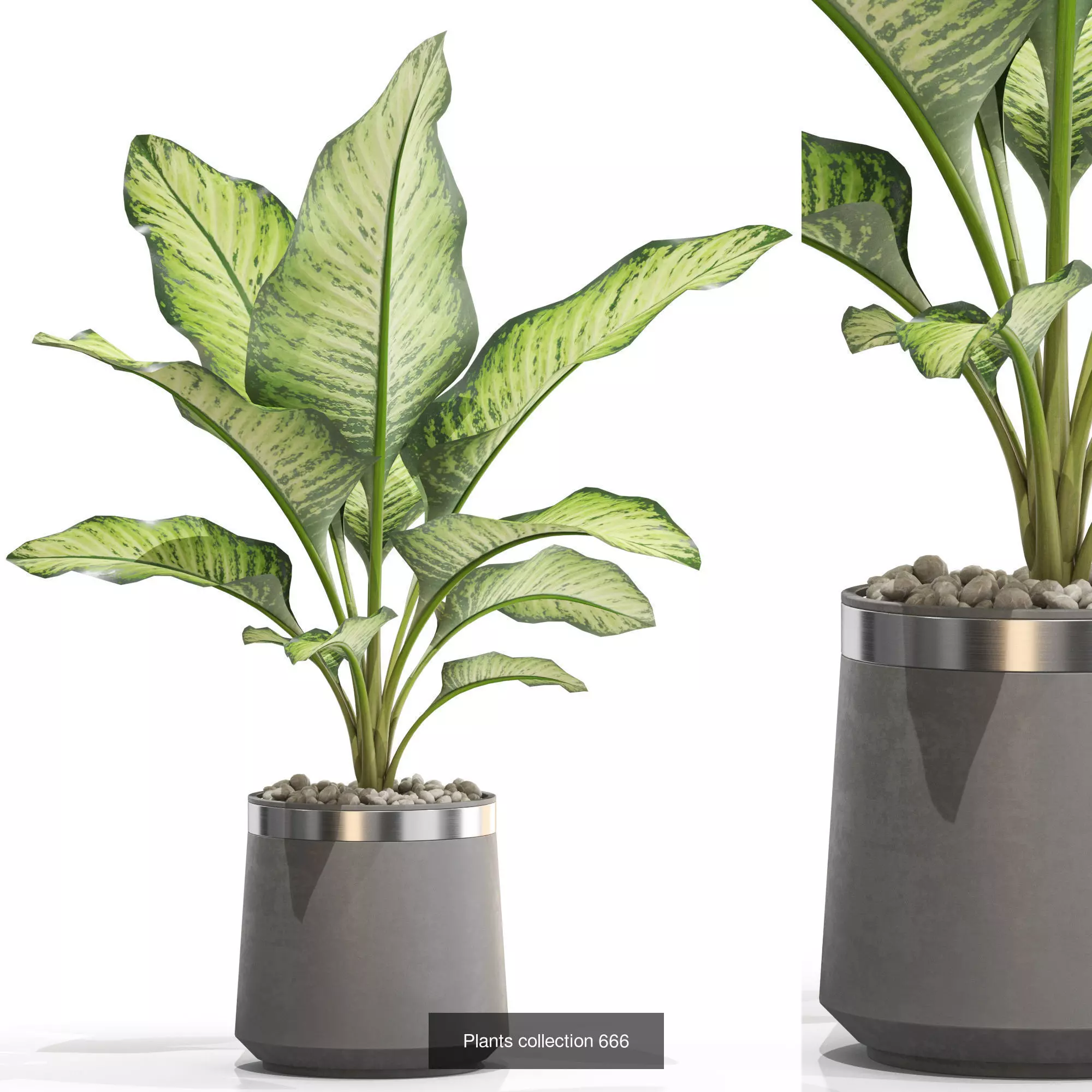 Plants collection vol 14 _24