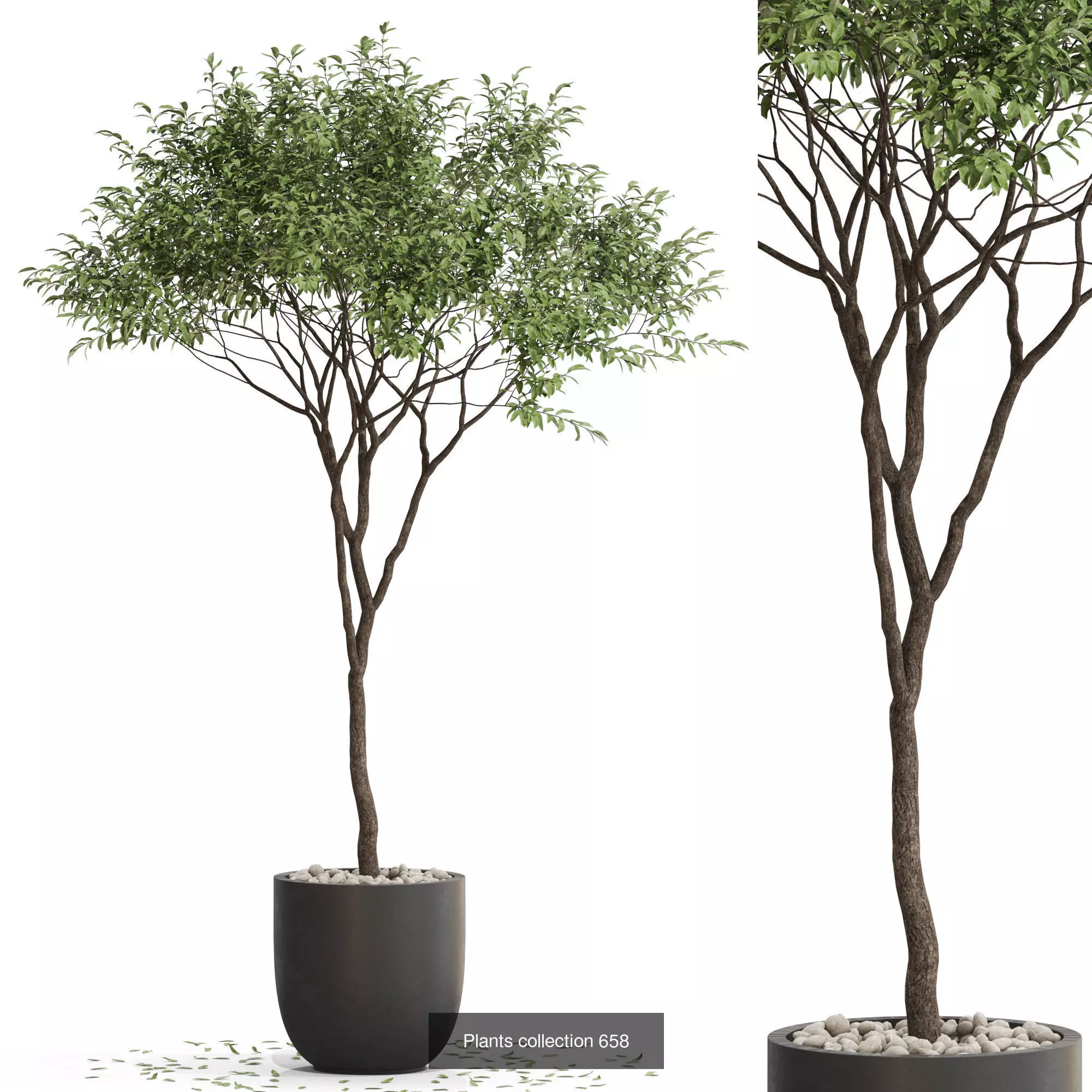 Plants collection vol 14 _6