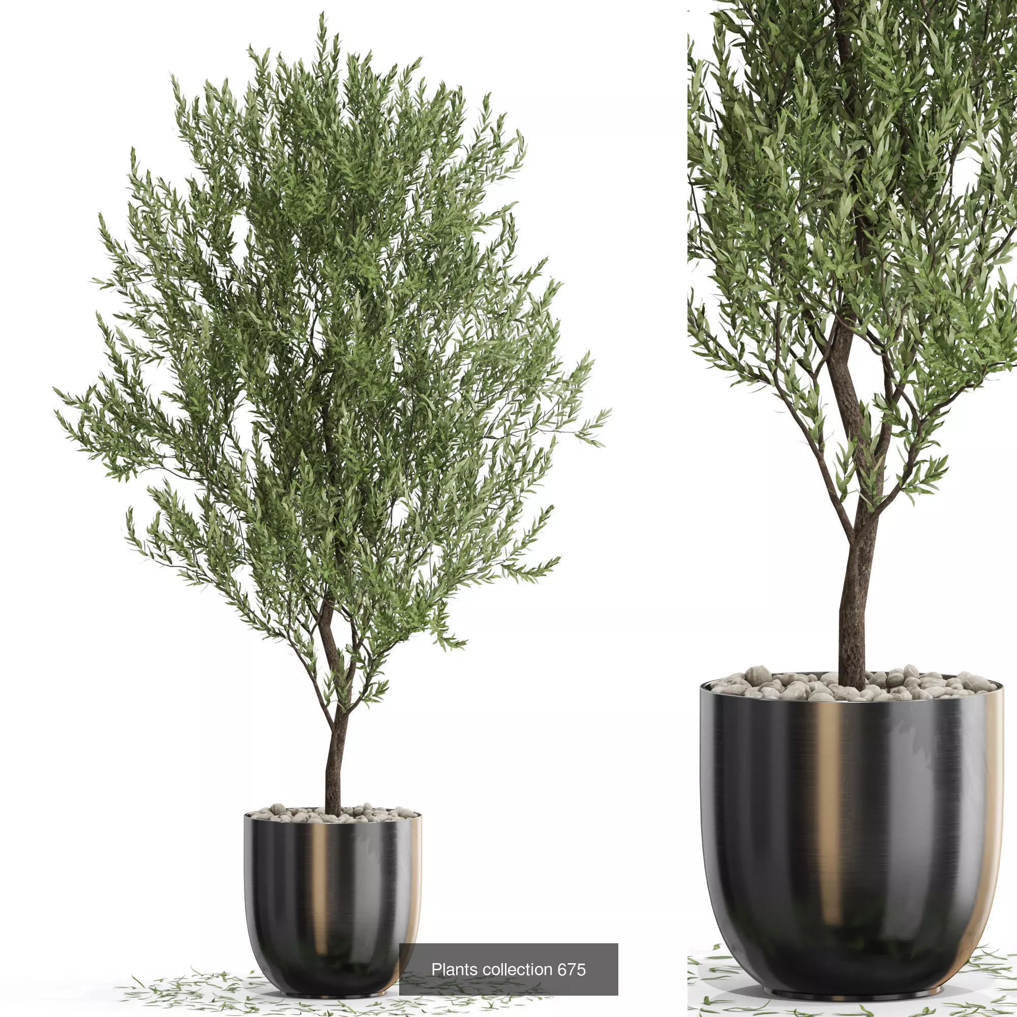 Plants collection vol 14 _13