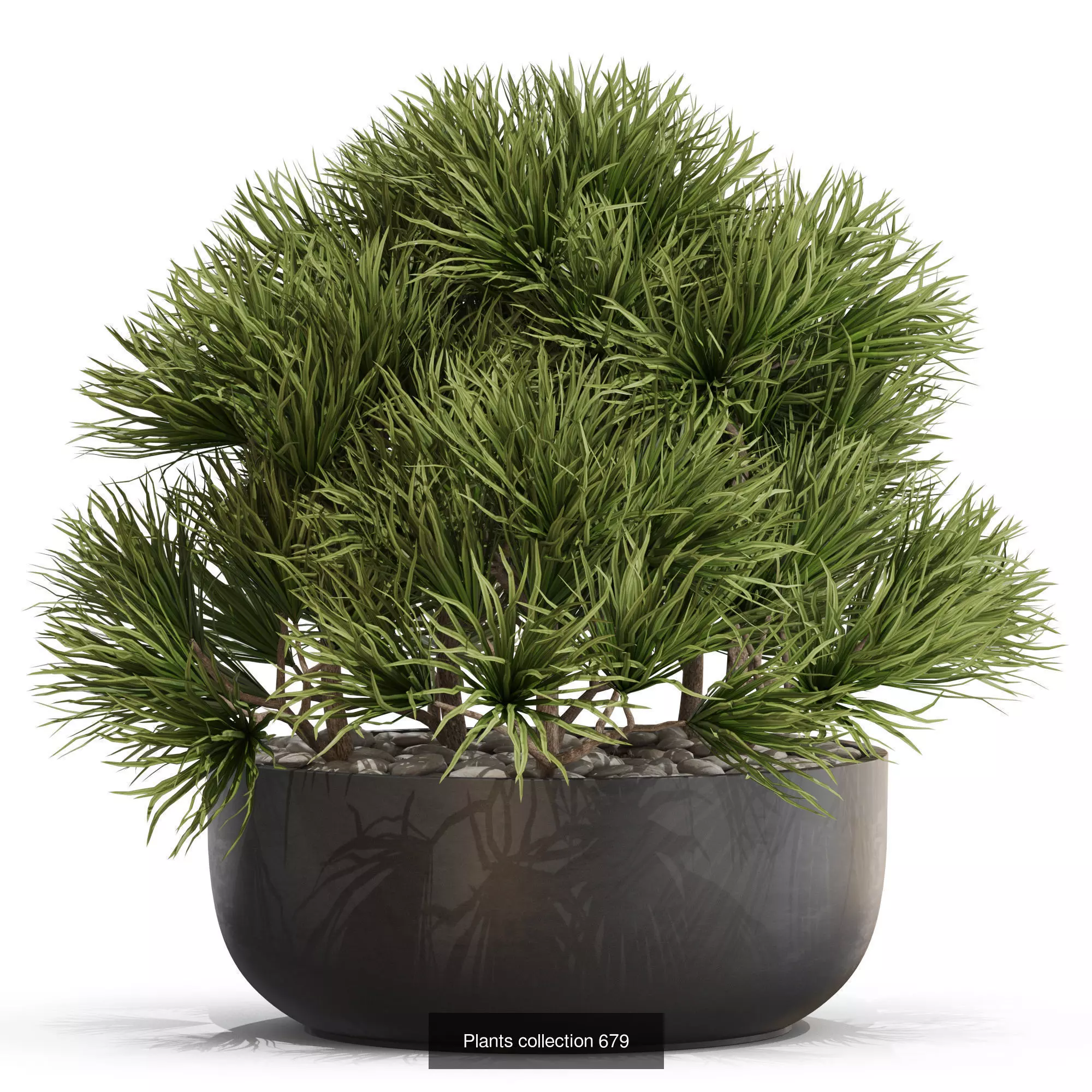 Plants collection vol 14 _17
