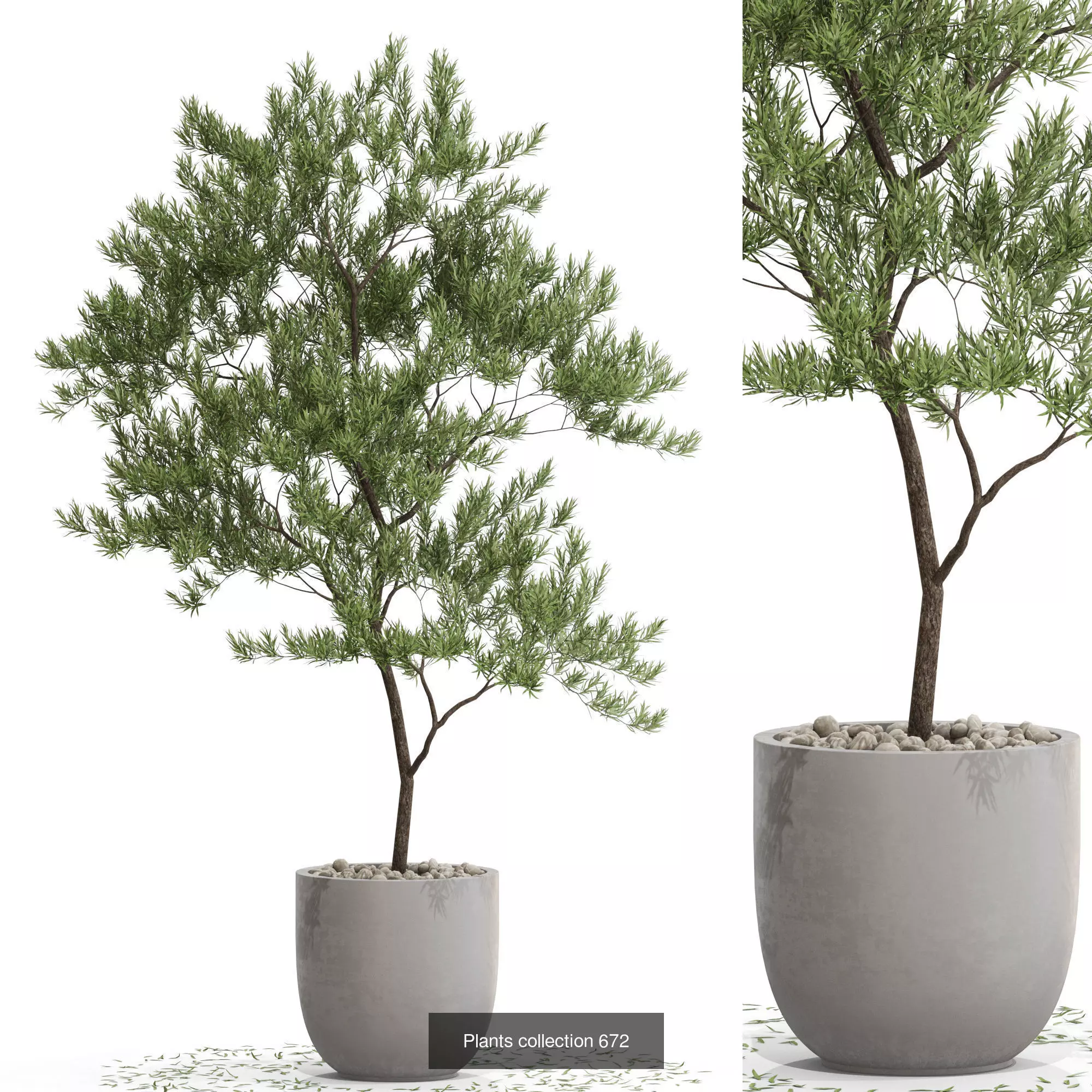 Plants collection vol 14 _10