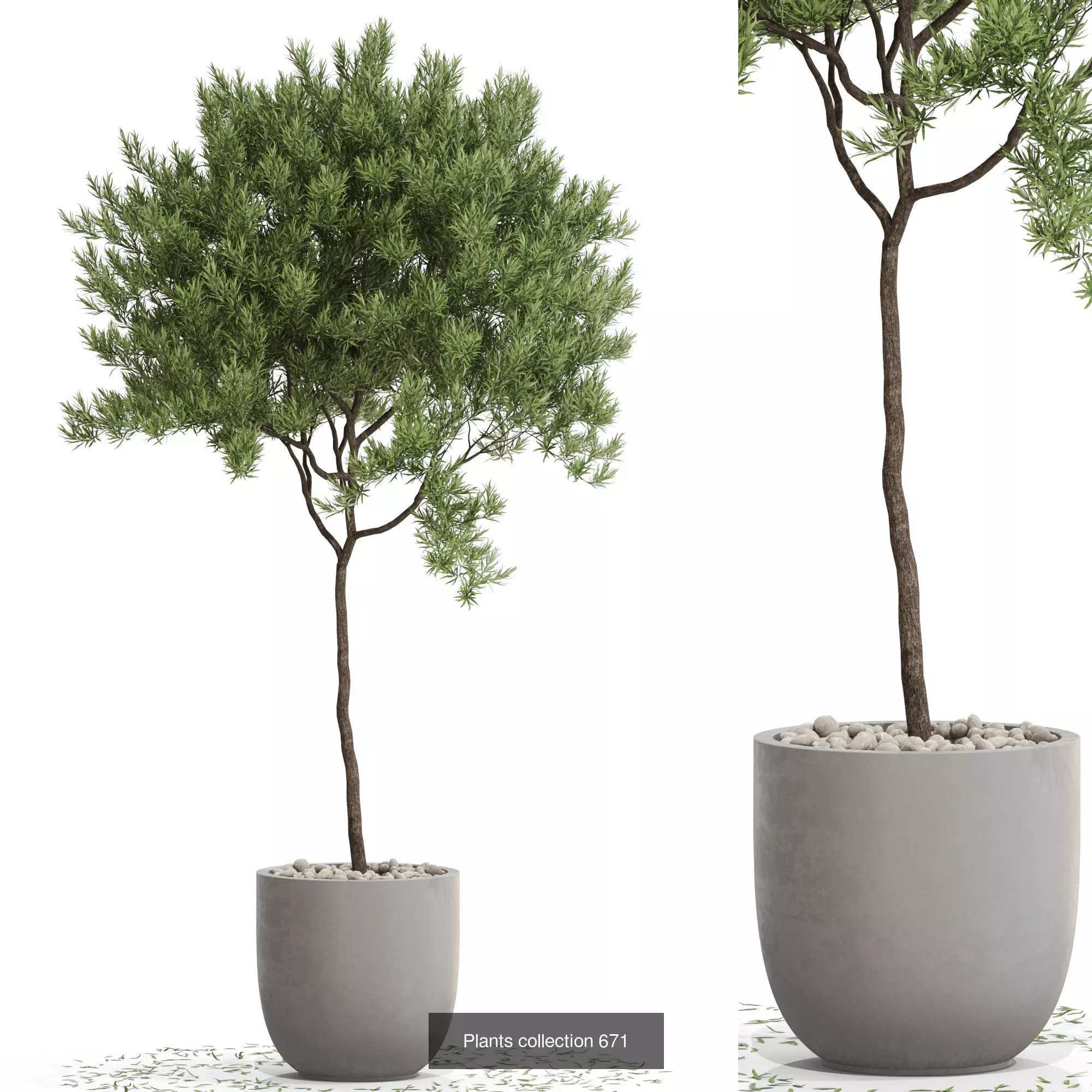 Plants collection vol 14 _9