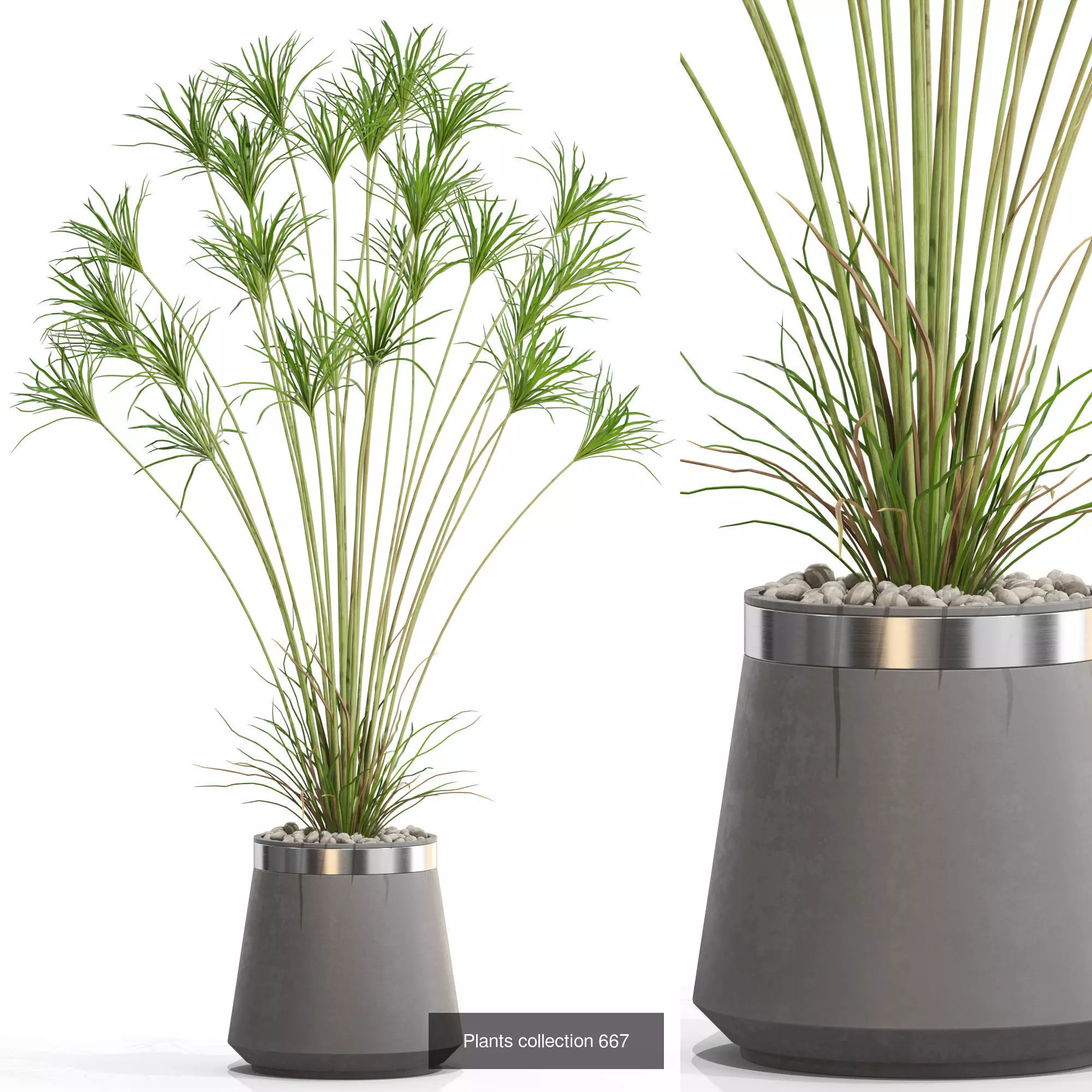 Plants collection vol 14 _25