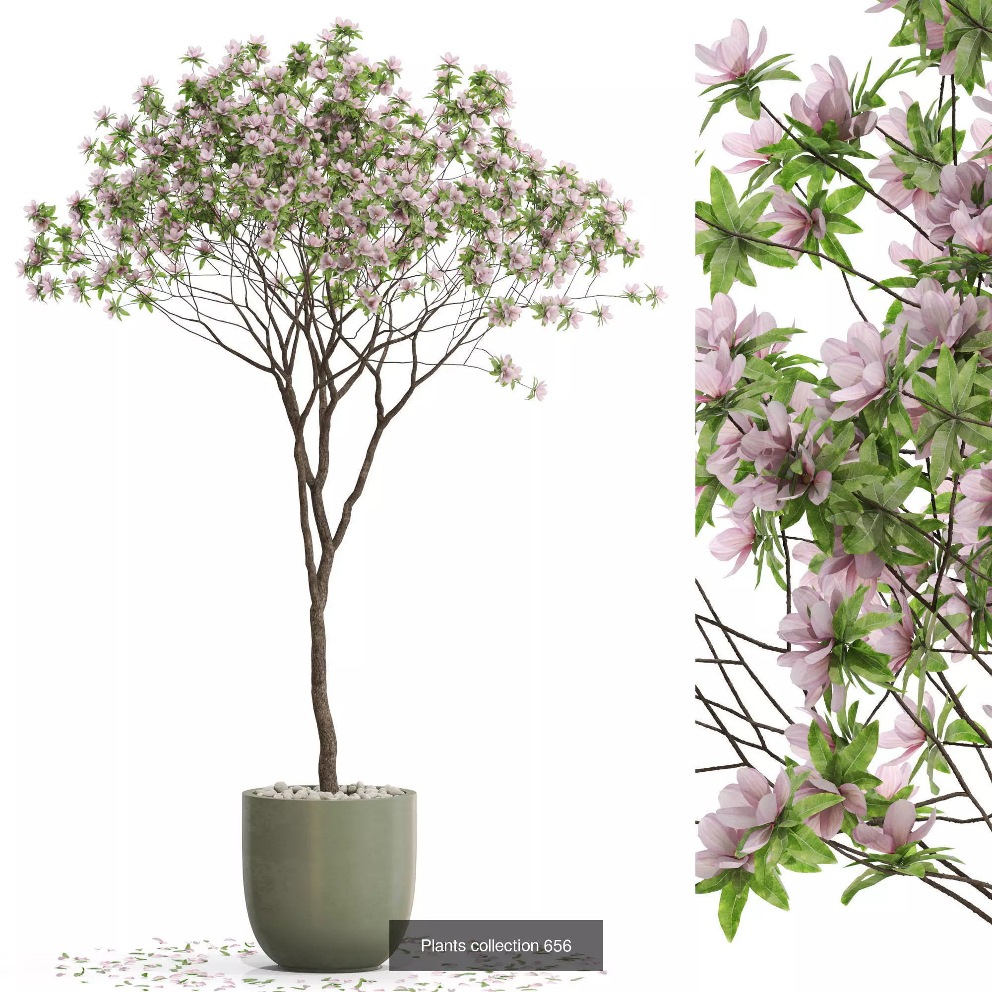 Plants collection vol 14 _4