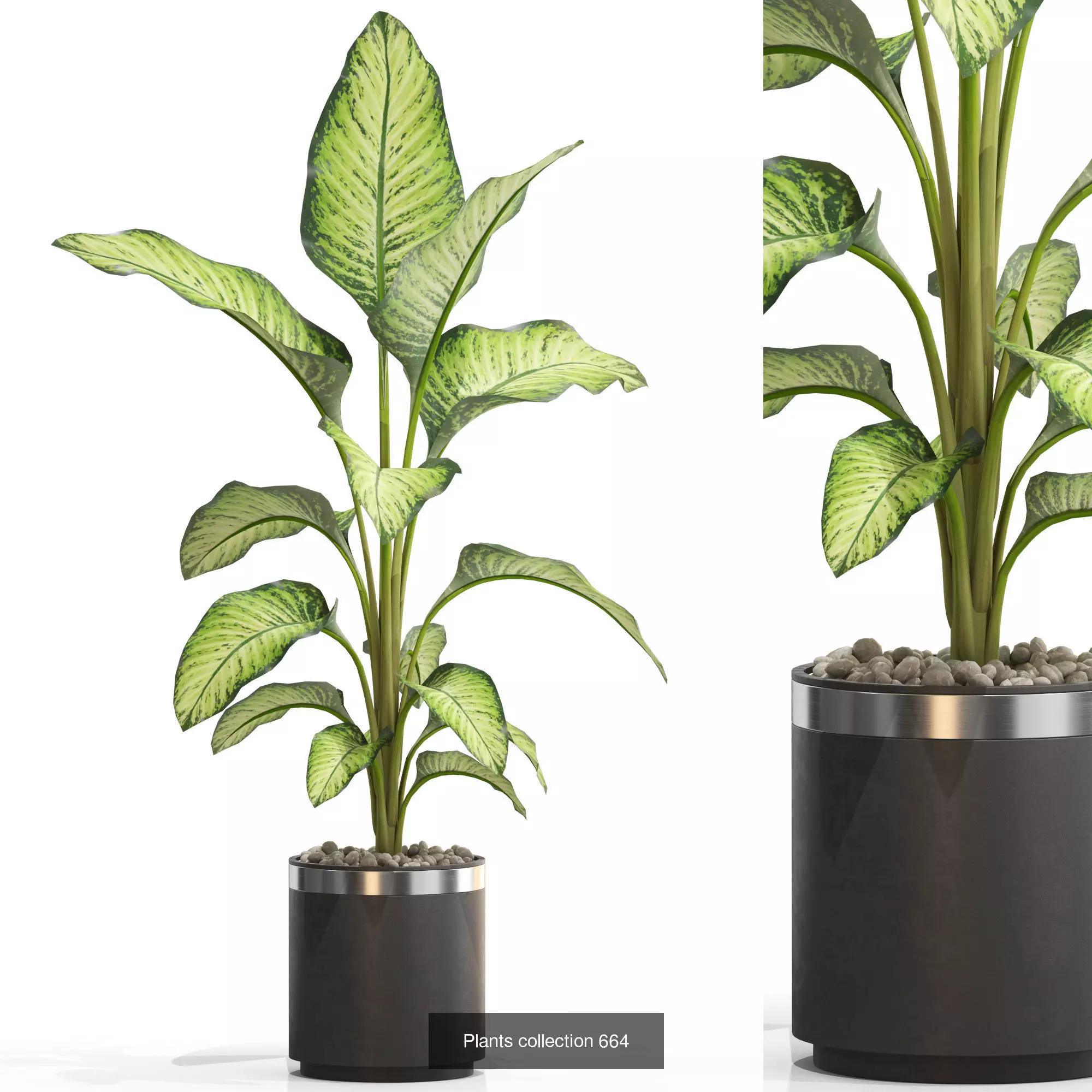 Plants collection vol 14 _22