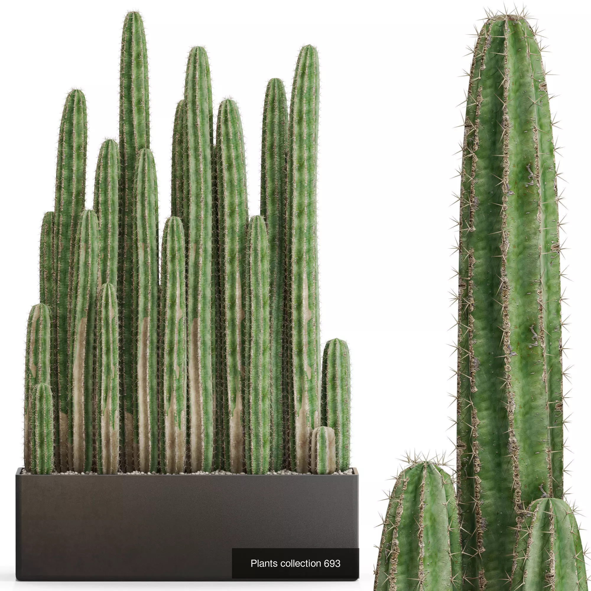 Plants collection vol 15 _16