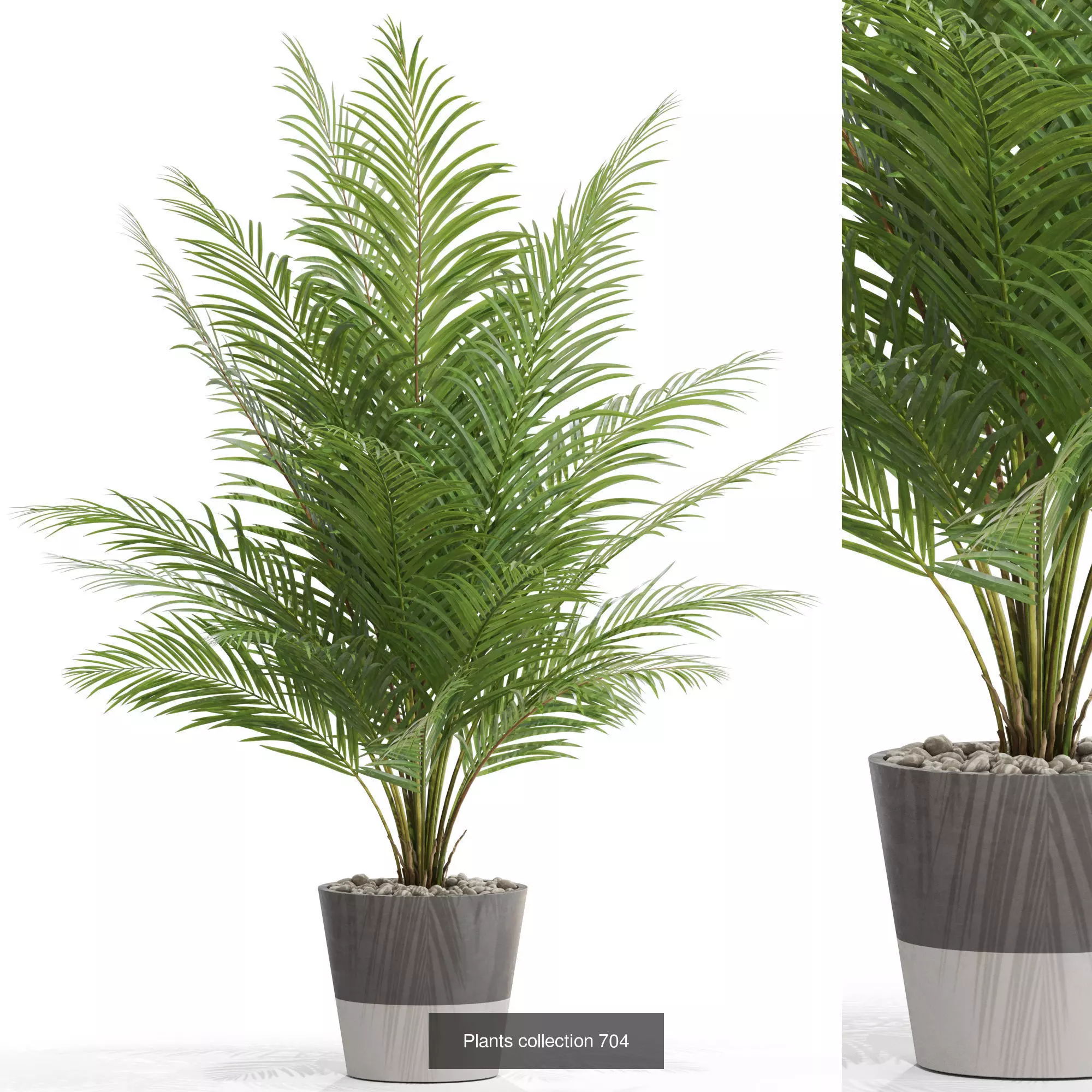 Plants collection vol 15 _27