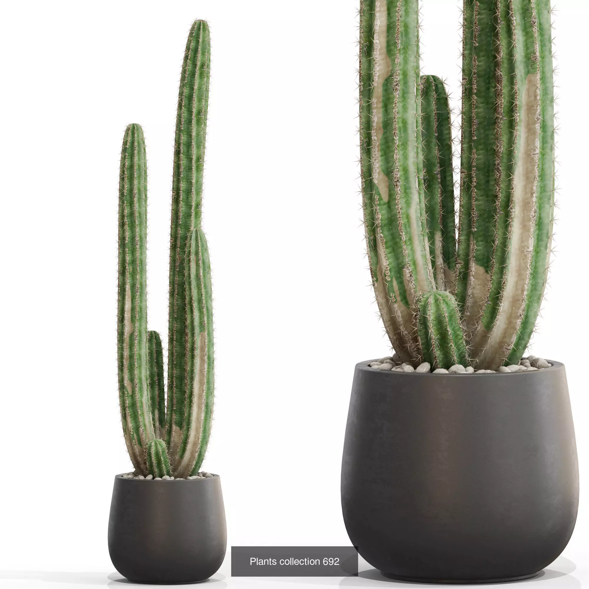 Plants collection vol 15 _15