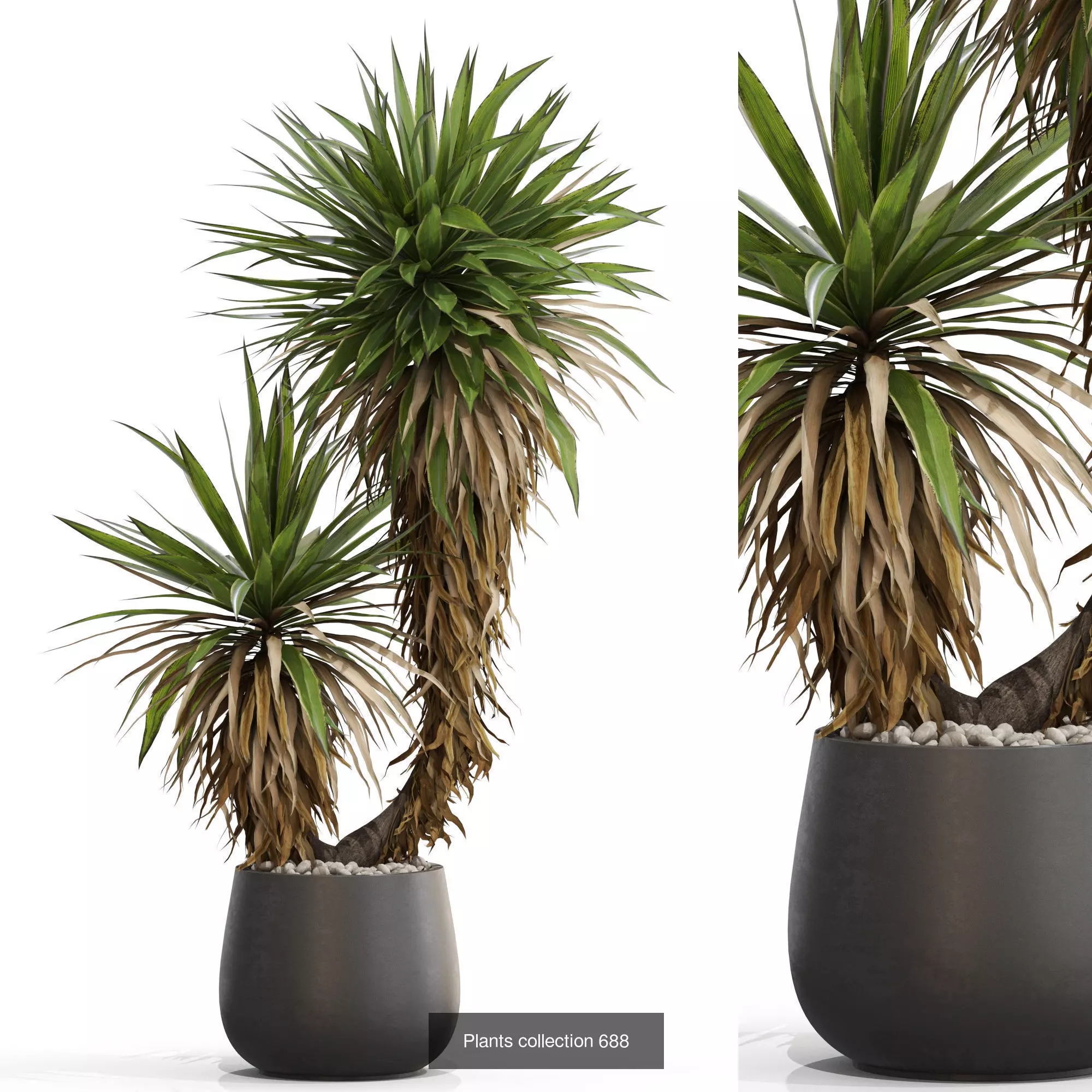 Plants collection vol 15 _11