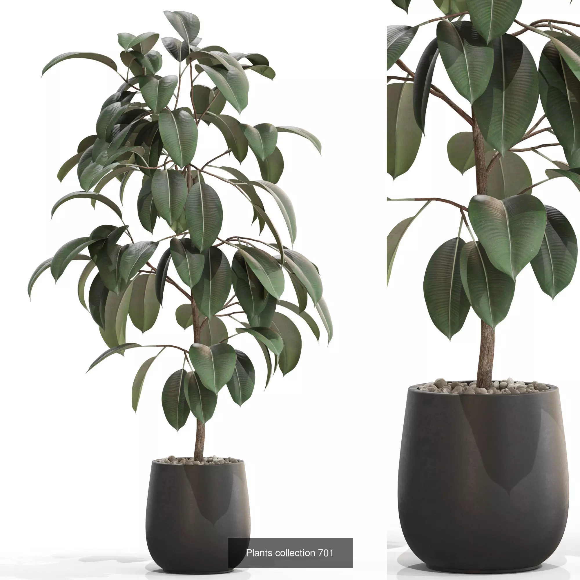 Plants collection vol 15 _24