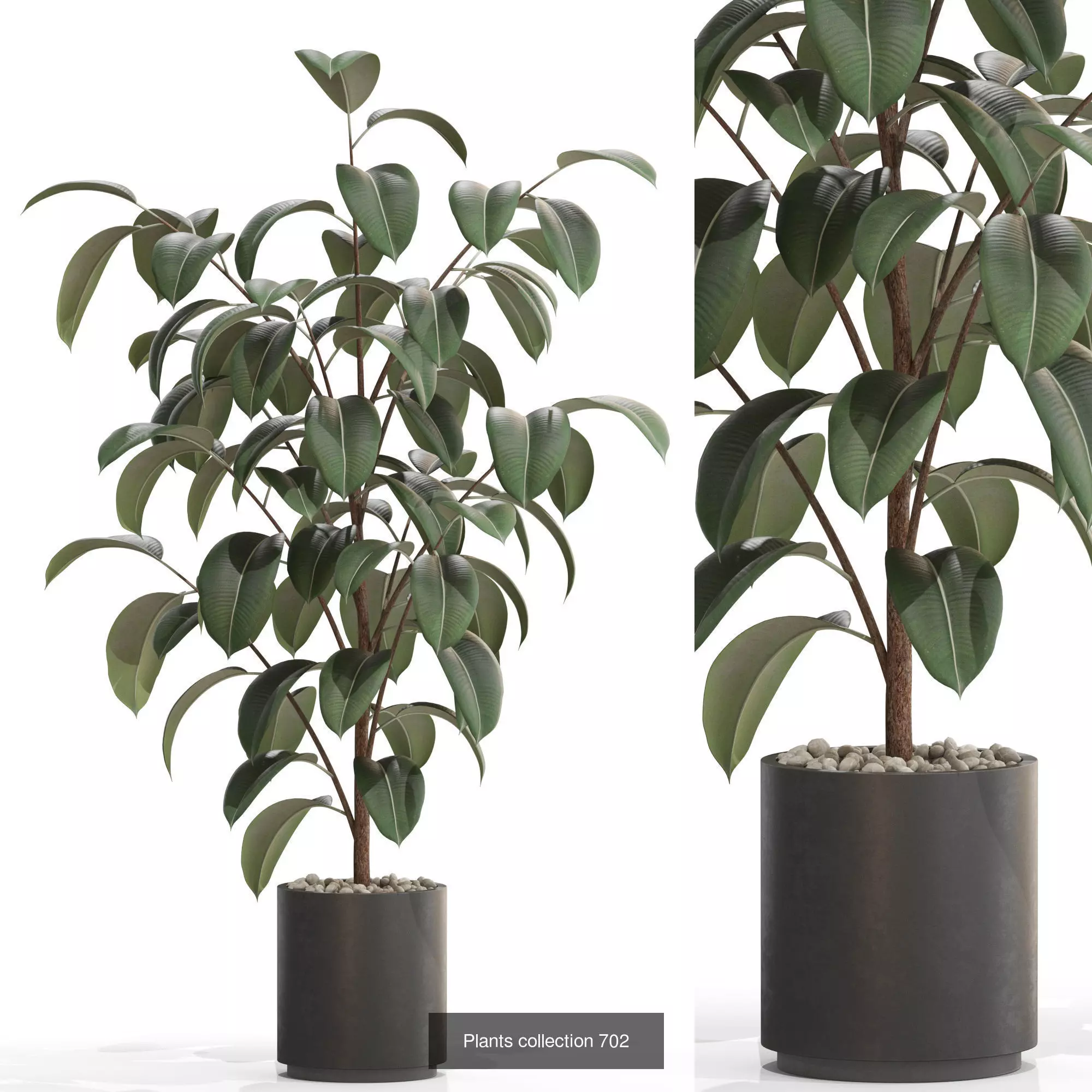 Plants collection vol 15 _25