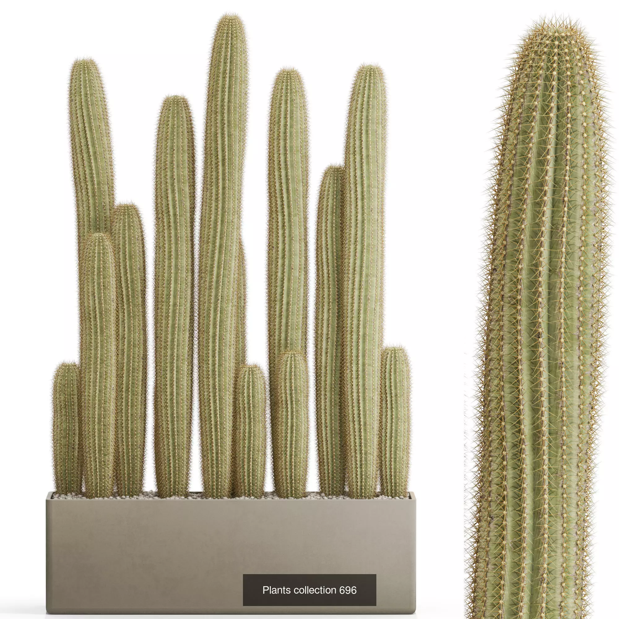 Plants collection vol 15 _19