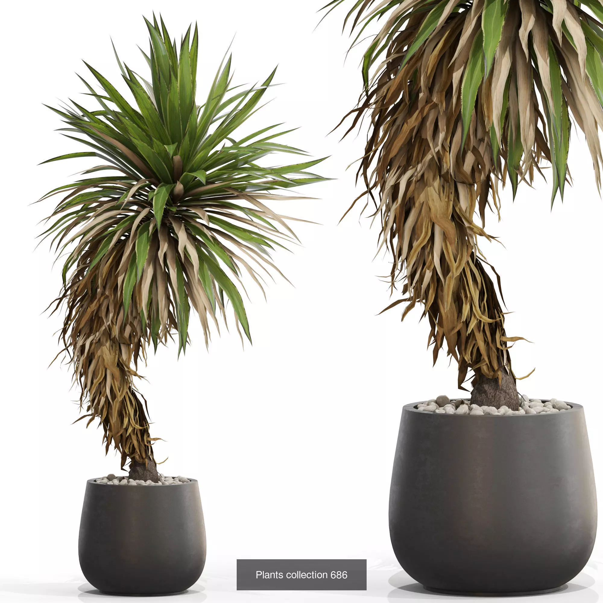 Plants collection vol 15 _9
