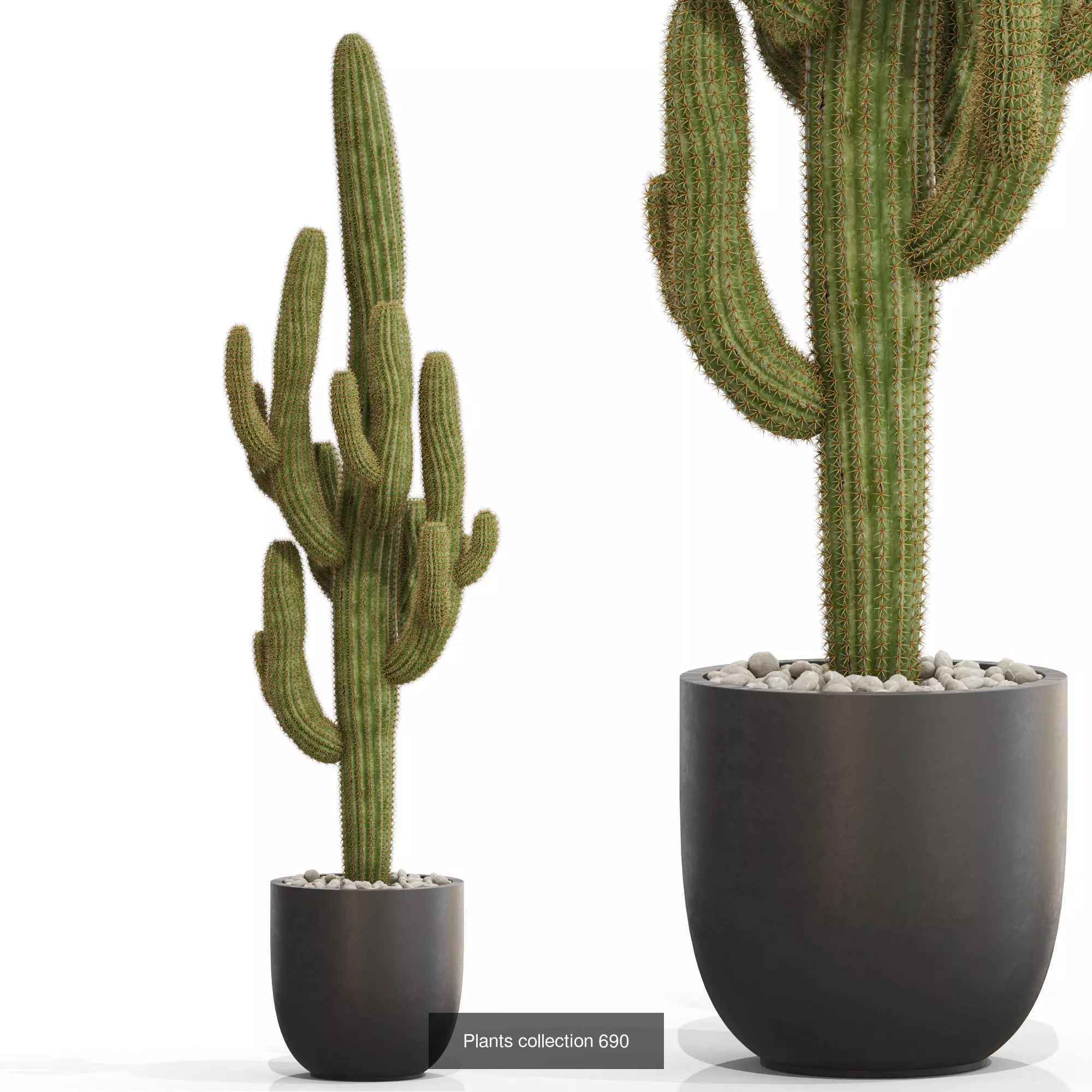 Plants collection vol 15 _13