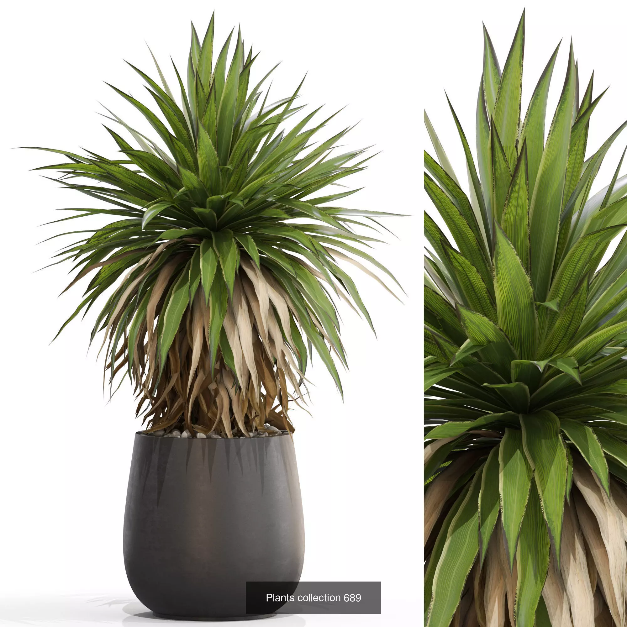 Plants collection vol 15 _12