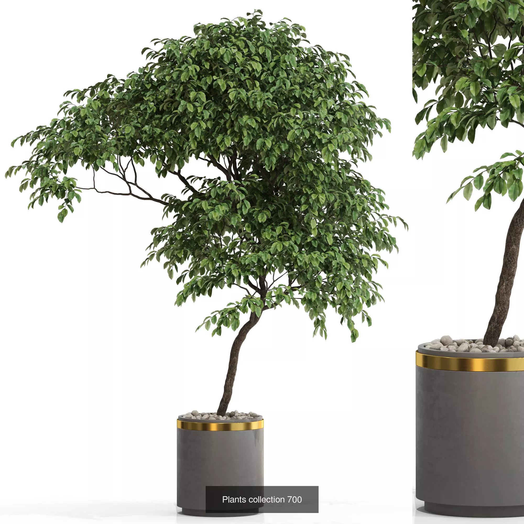 Plants collection vol 15 _23