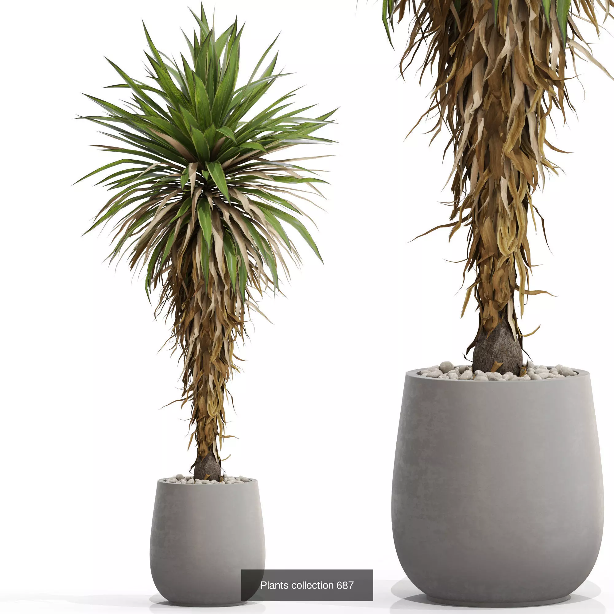 Plants collection vol 15 _10