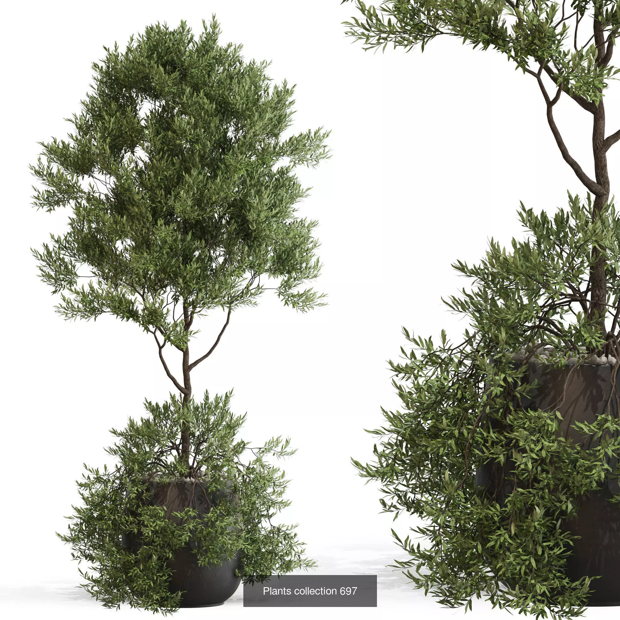Plants collection vol 15 _20