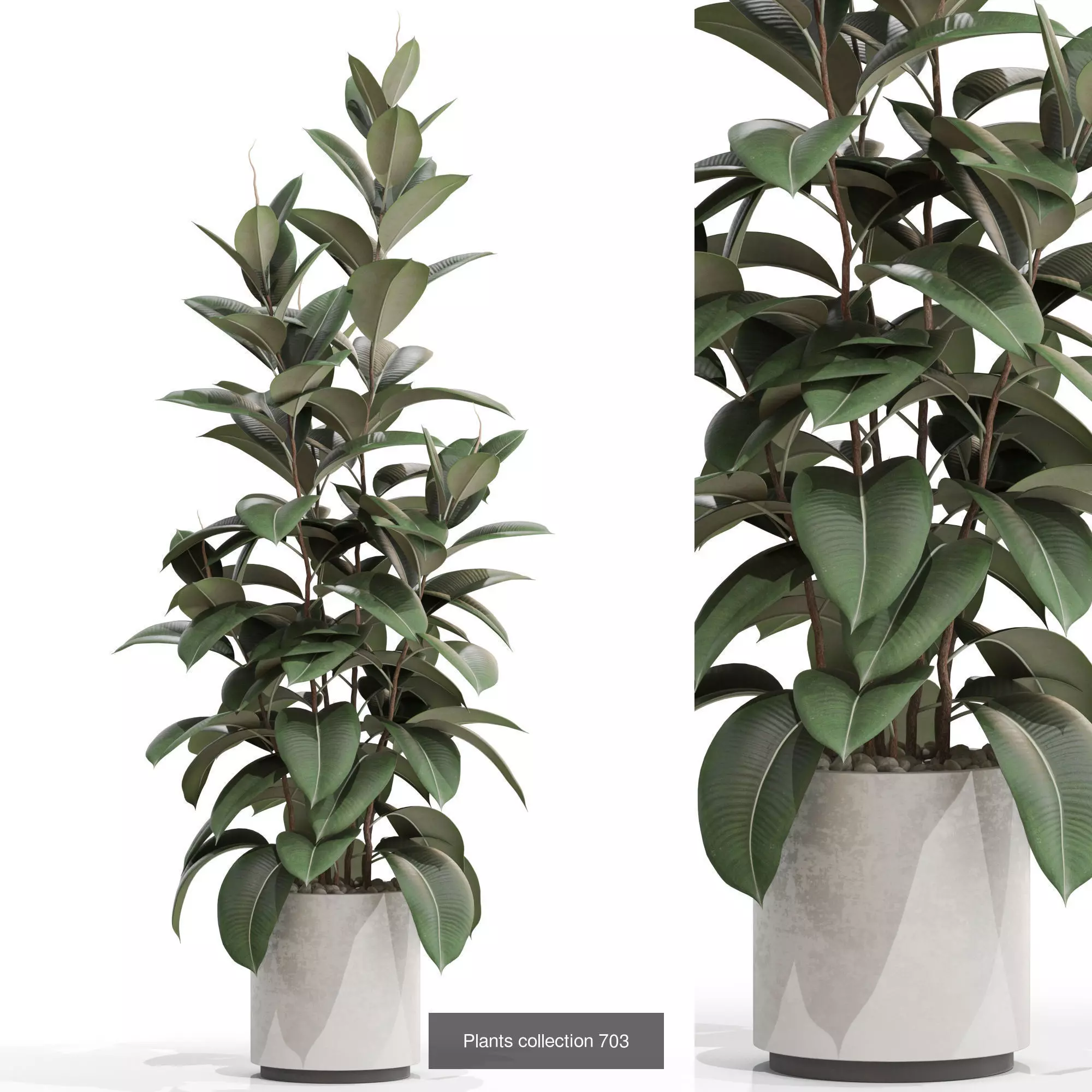 Plants collection vol 15 _26