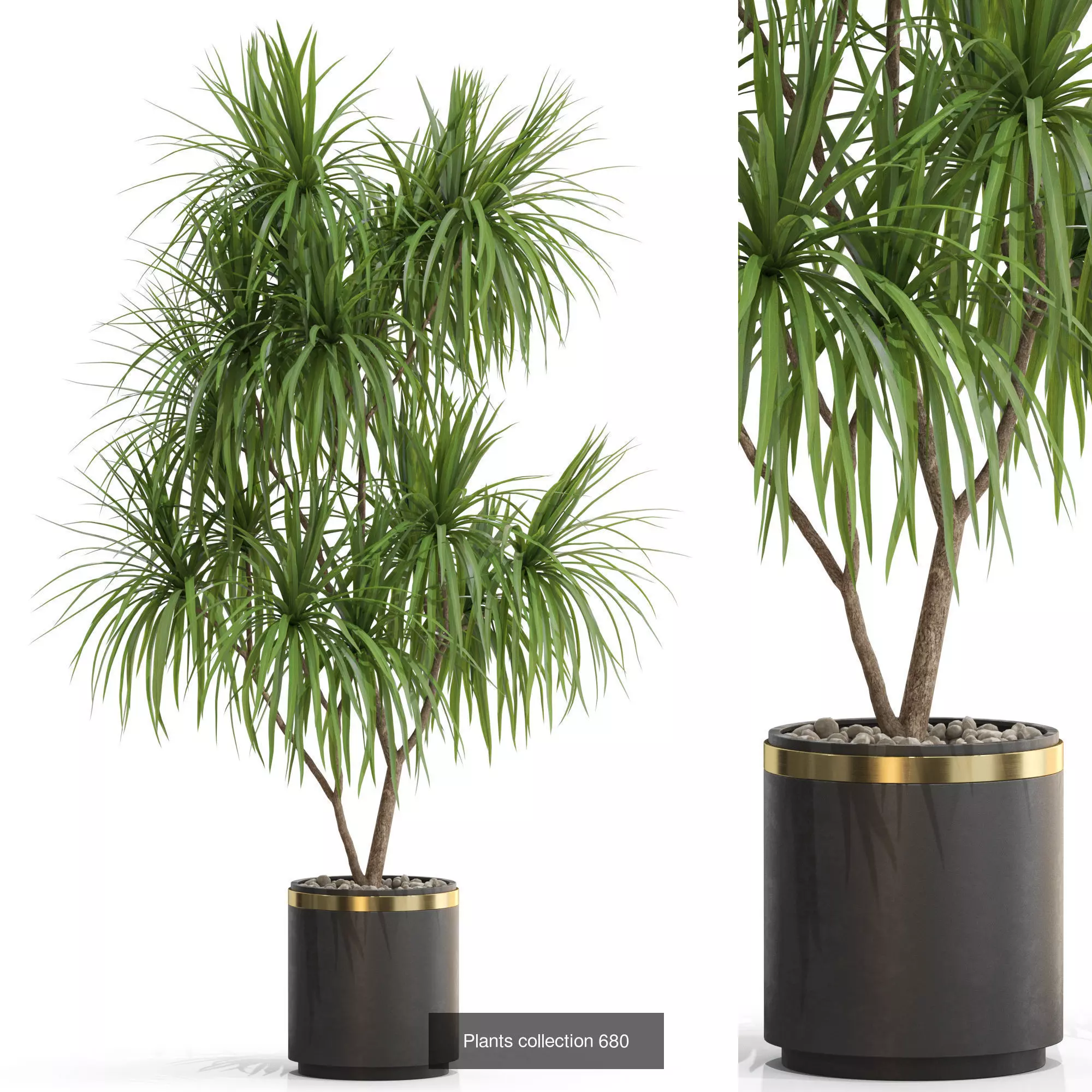 Plants collection vol 15 _3