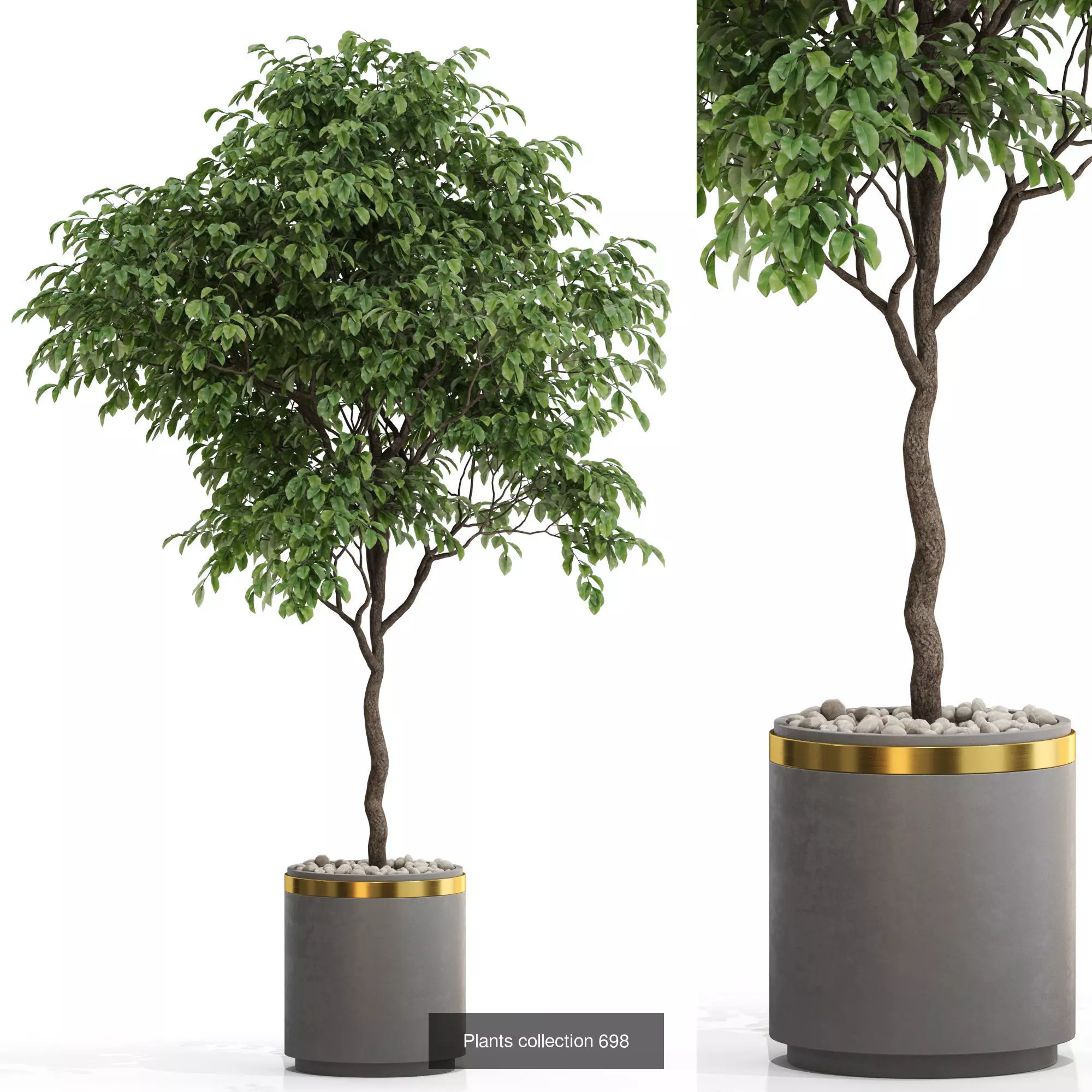 Plants collection vol 15 _21