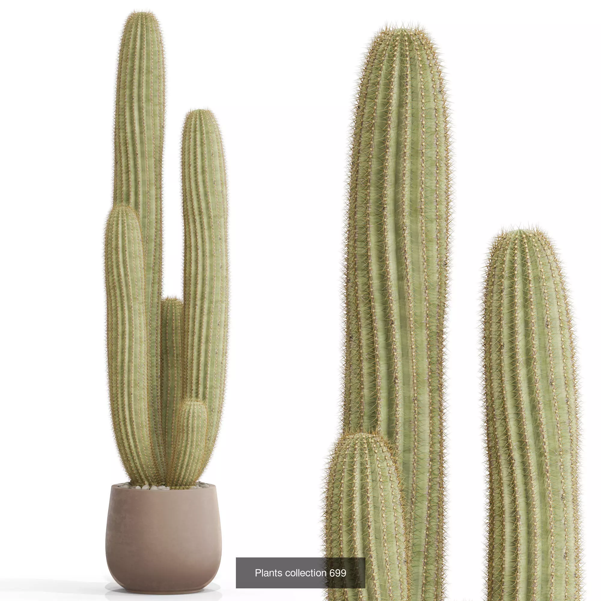 Plants collection vol 15 _22