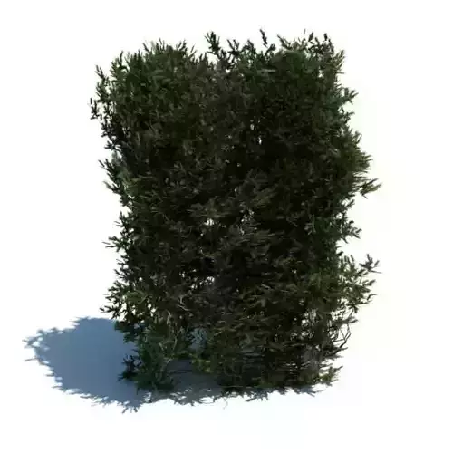 Tall Green Hedge