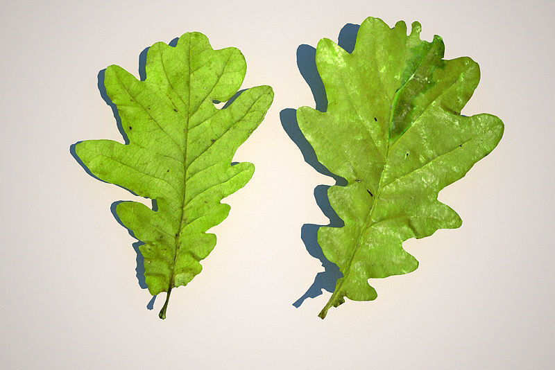 Leaf Collection two maple leaves 3D model_16