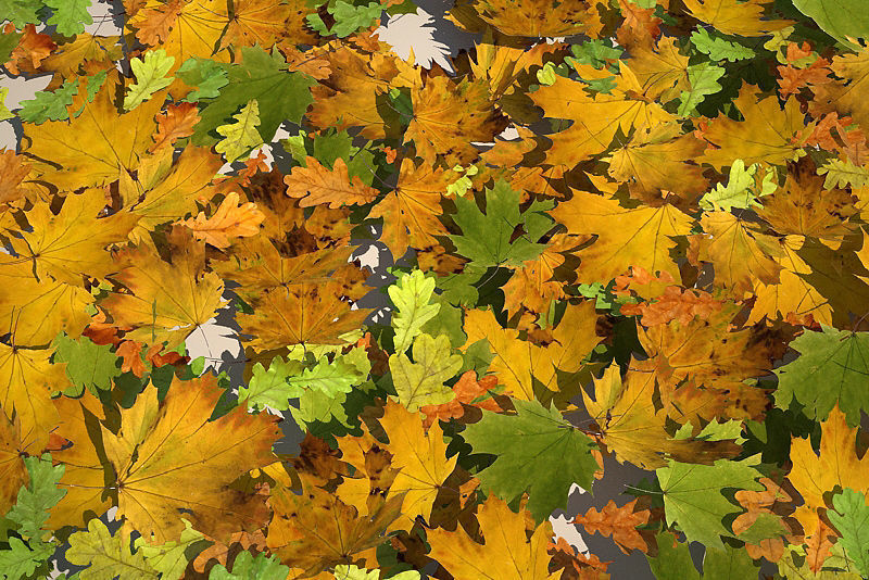 Leaf Collection two maple leaves 3D model_2