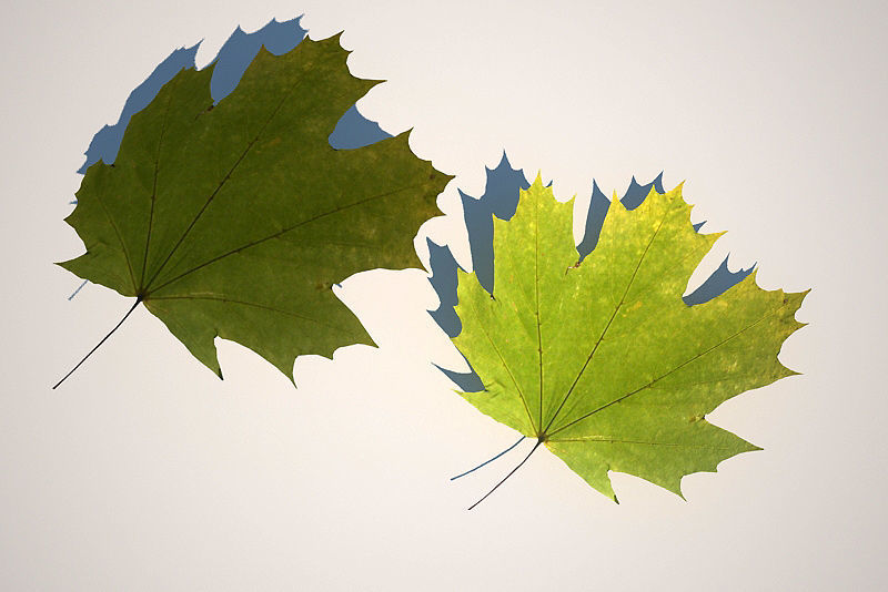 Leaf Collection two maple leaves 3D model_6