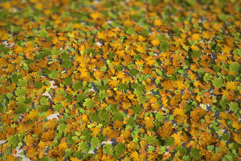 Leaf Collection two maple leaves 3D model_20