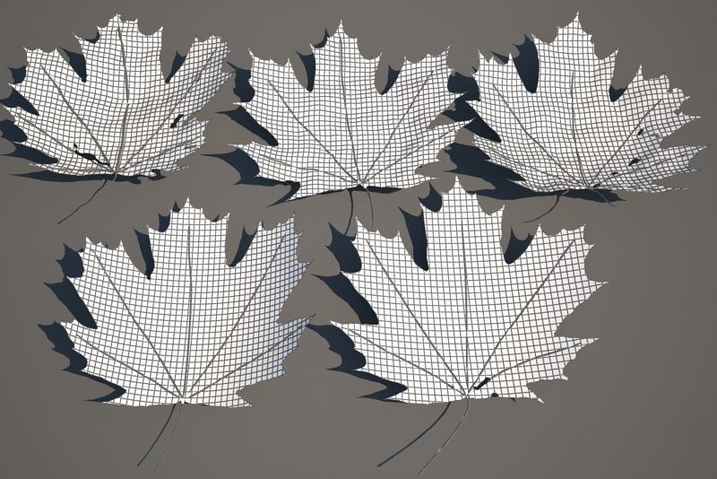 Leaf Collection two maple leaves 3D model_10