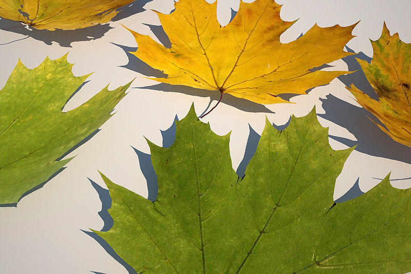 Leaf Collection two maple leaves 3D model_9