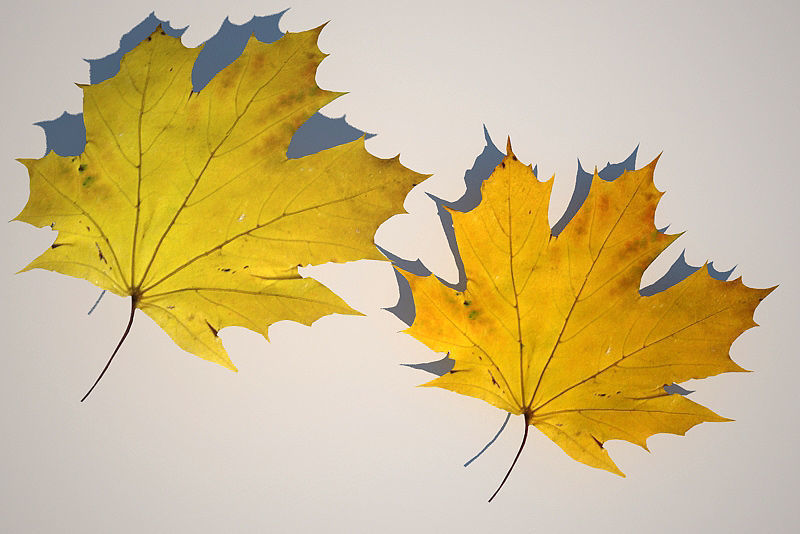 Leaf Collection two maple leaves 3D model_8