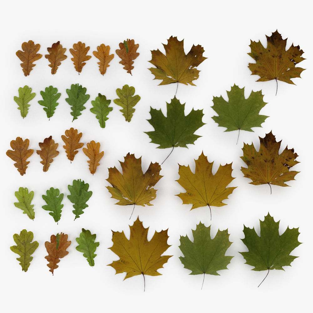 Leaf Collection two maple leaves 3D model_23