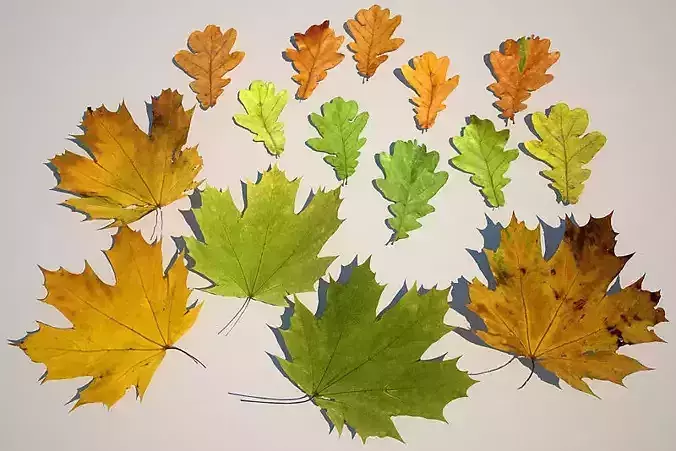 Leaf Collection two maple leaves 3D model