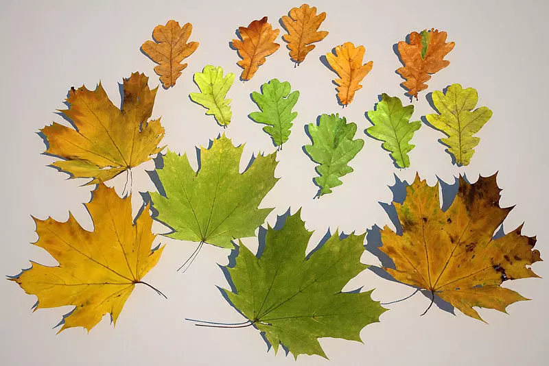 Leaf Collection two maple leaves 3D model_0