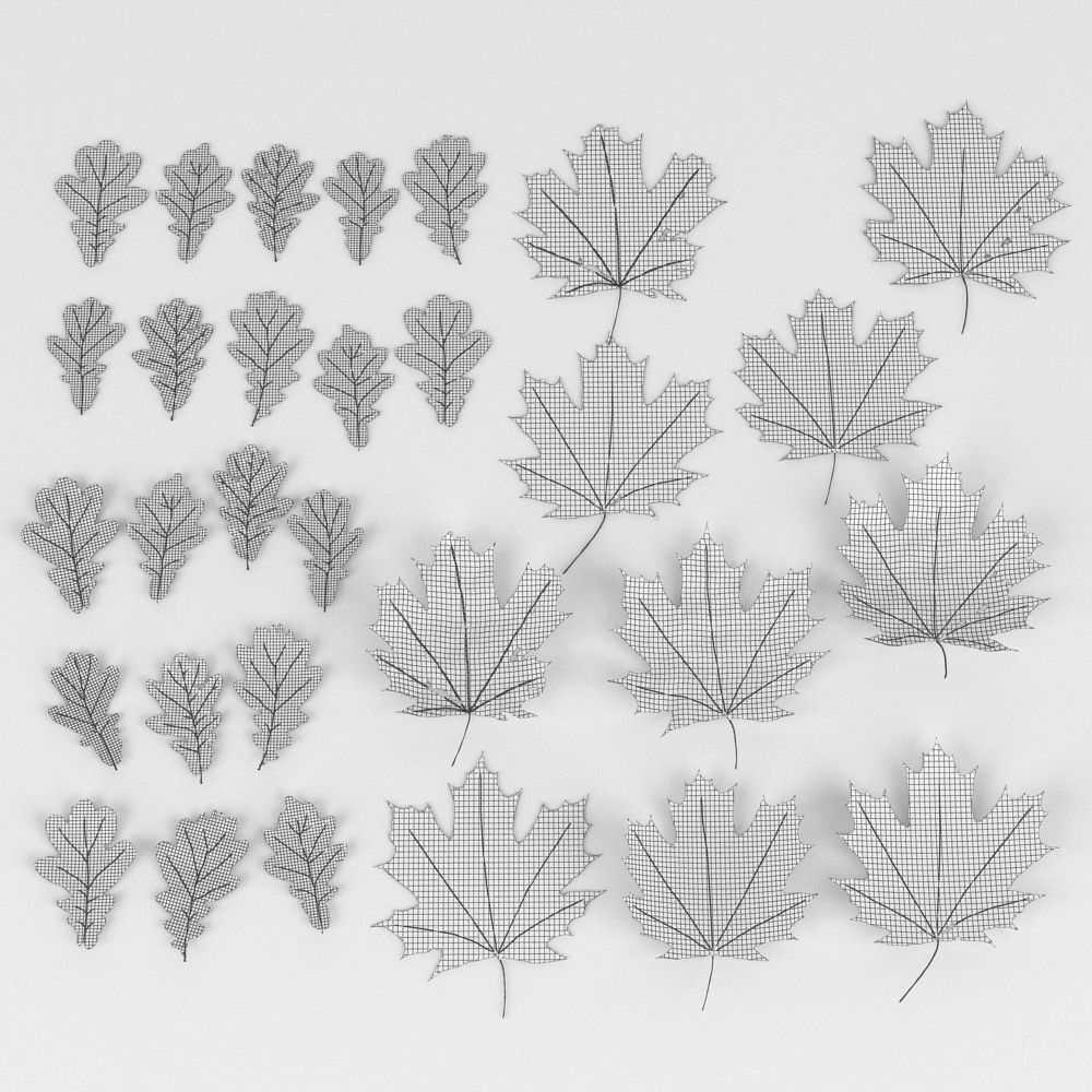 Leaf Collection two maple leaves 3D model_18