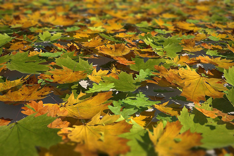 Leaf Collection two maple leaves 3D model_21