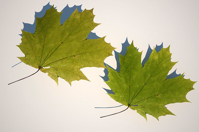 Leaf Collection two maple leaves 3D model_5